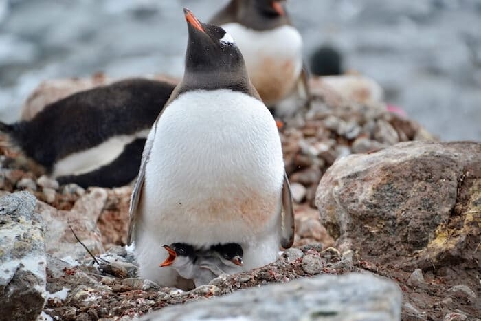 Gentoo Penguin and Chicks Antarctic Travel Guide