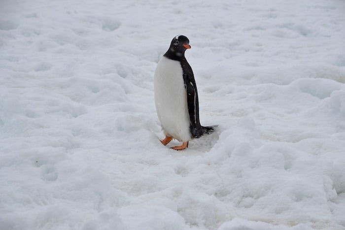 Penguin Walking in Snow Antarctic Travel Tips