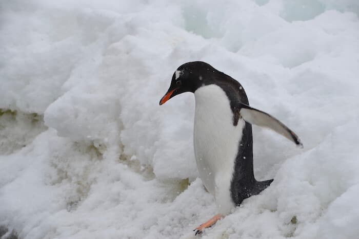 Penguin Walking in Snow Antarctica