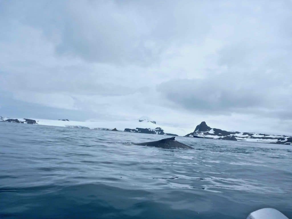 Kayaking in Antarctica--Whale from Kayak