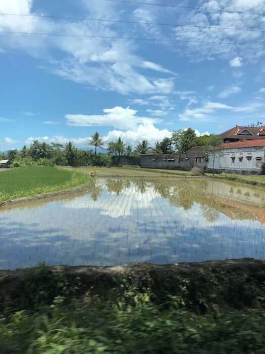 Rice Paddy Reflection in Yogyakarta Indonesia