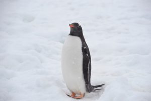 Penguin in Antartica Travel Hacking 101