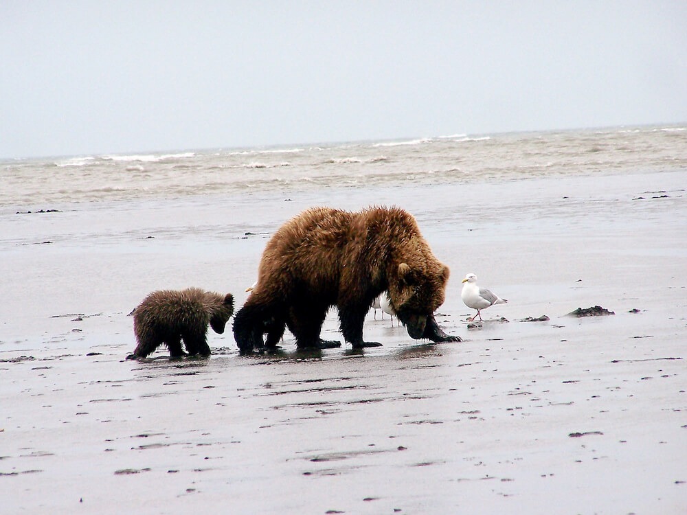 Bear Viewing Alaska Bear Tour