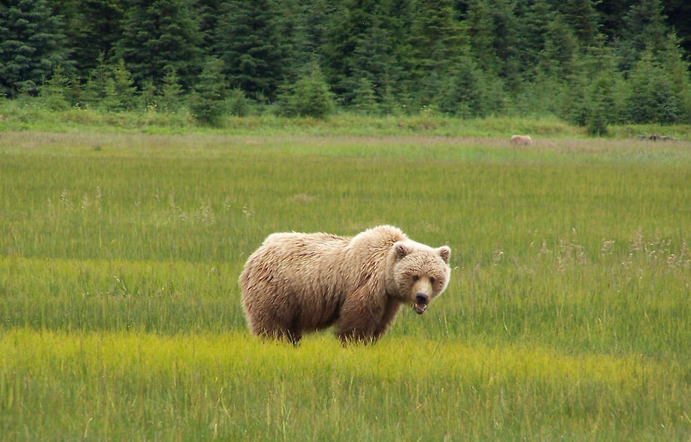 Bear Viewing Alaska Bear Tour
