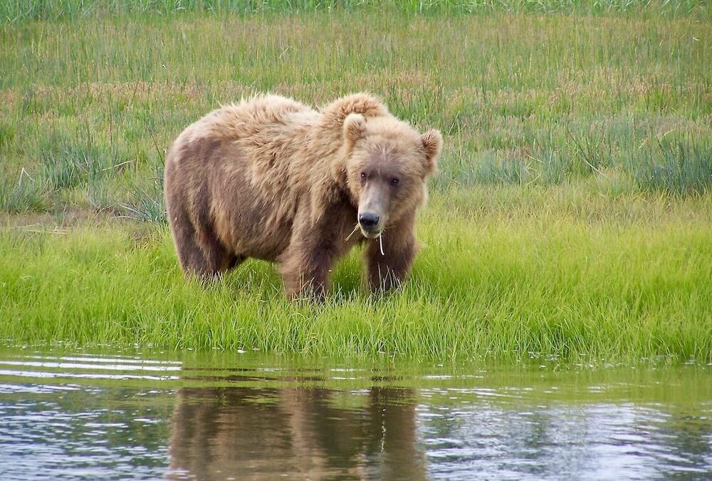 Experience The Best Bear Viewing Alaska Bear Tour
