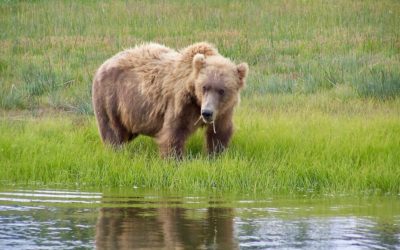 Experience The Best Bear Viewing Alaska Bear Tour