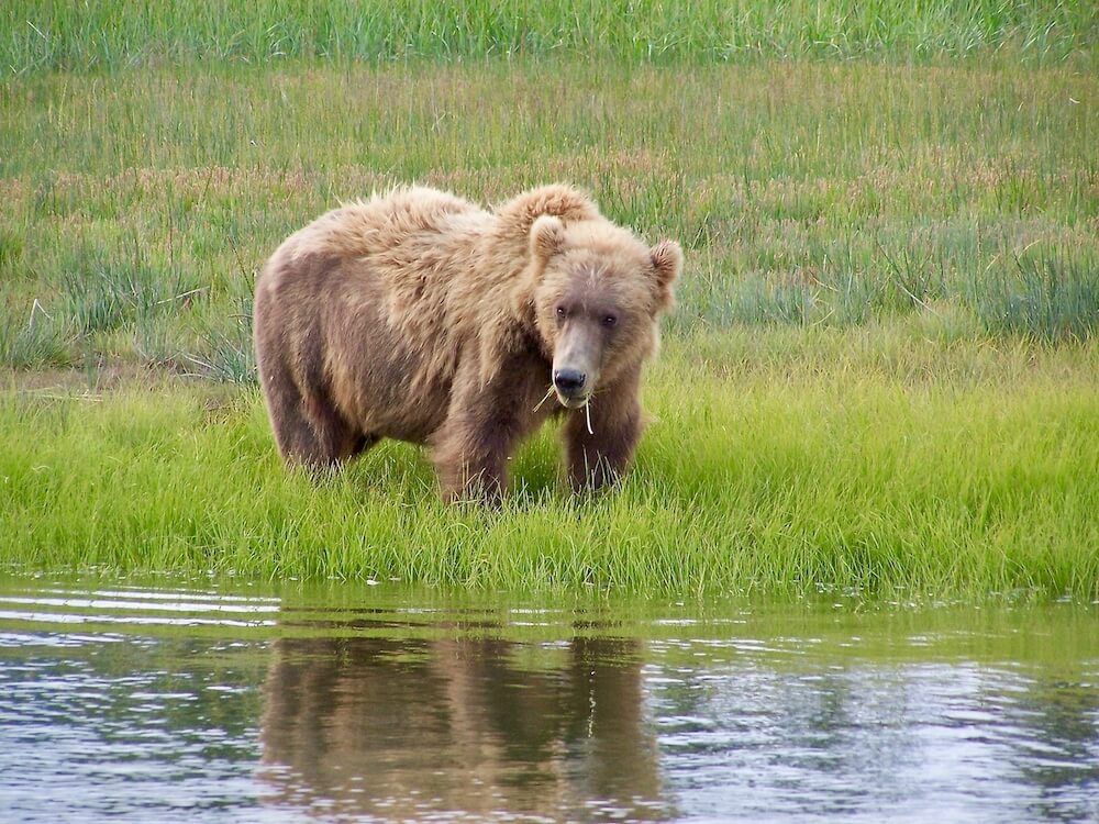 Bear Watching Silver Salmon Creek