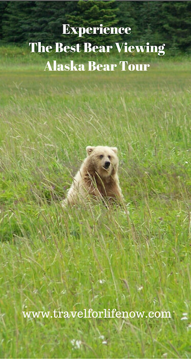 Dreaming of Seeing Bears Up Close and in the Wild? Take an Alaska Bear Tour. Come with us to to Silver Salmon Creek Lodge for Bear Viewing.