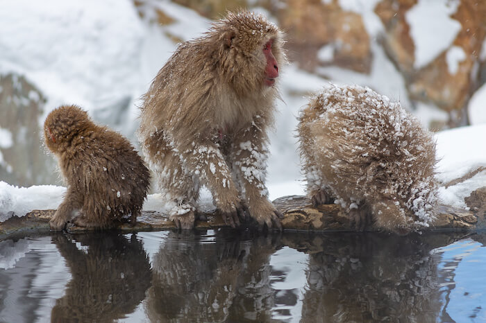 Jigokudani Snow Monkey Park. Photo by Ben MacLaughlan, Horizon Unknown