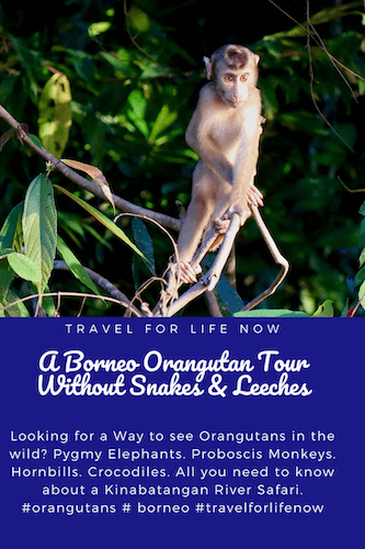 Looking for a Way to see Orangutans in the wild? Pygmy Elephants. Proboscis Monkeys. Hornbills. Crocodiles. All you need to know about a Kinabatangan River Safari. #orangutans # borneo #travelforlifenow