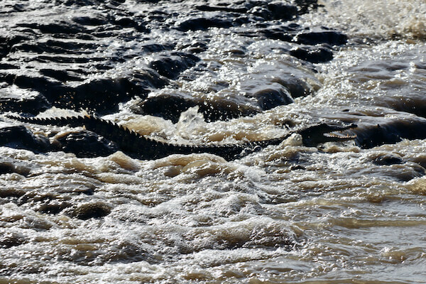 Crocodile in the Kinabatangan River