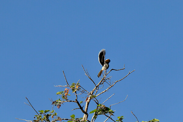 Bornean Hornbill spreading its wings
