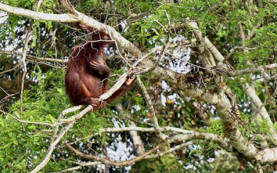 A Borneo Orangutan Tour Without Snakes & Leeches