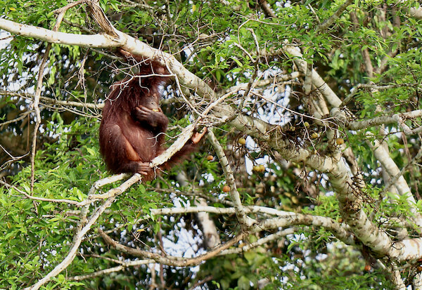 A Borneo Orangutan Tour Without Snakes & Leeches