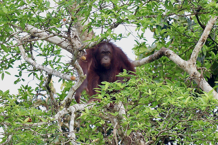 Borneo Orangutan Tour