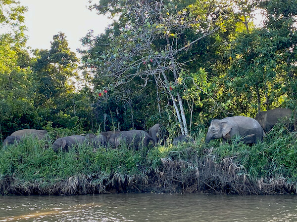 Pygmy Elephants on the Kinabatangan River