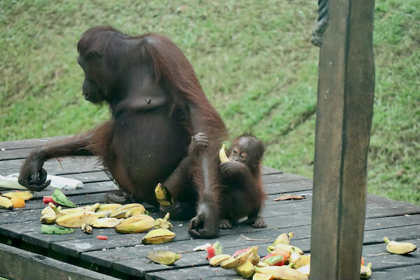 Sandakan Sabah Borneo Orangutan Rehabilitation Center