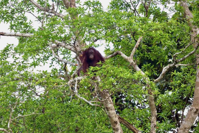 A Borneo Orangutan Tour Without Snakes & Leeches