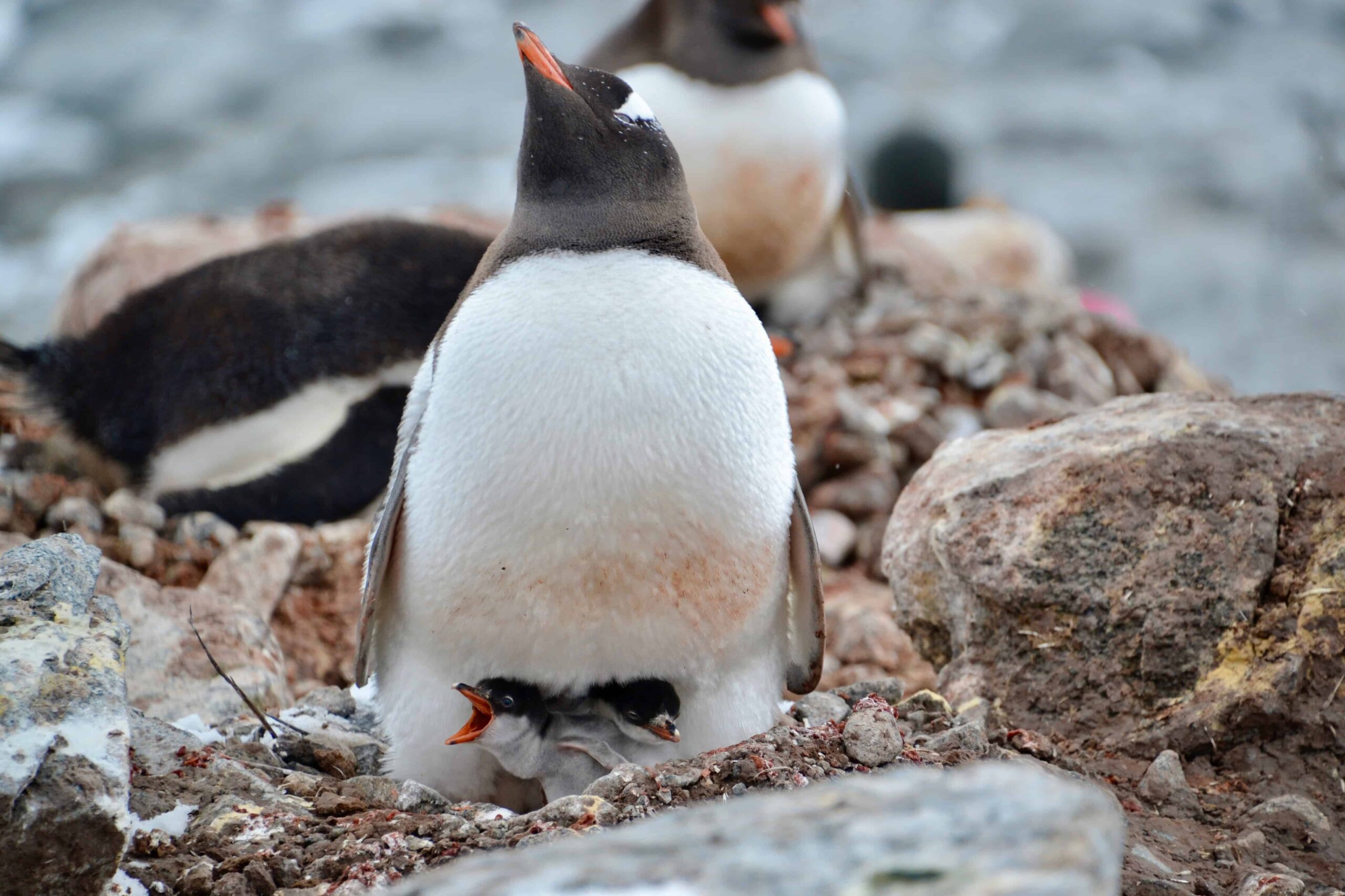 Travel-Stories-Gentoo-Penguin-Chicks-