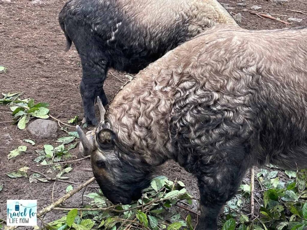 Picture of a takin