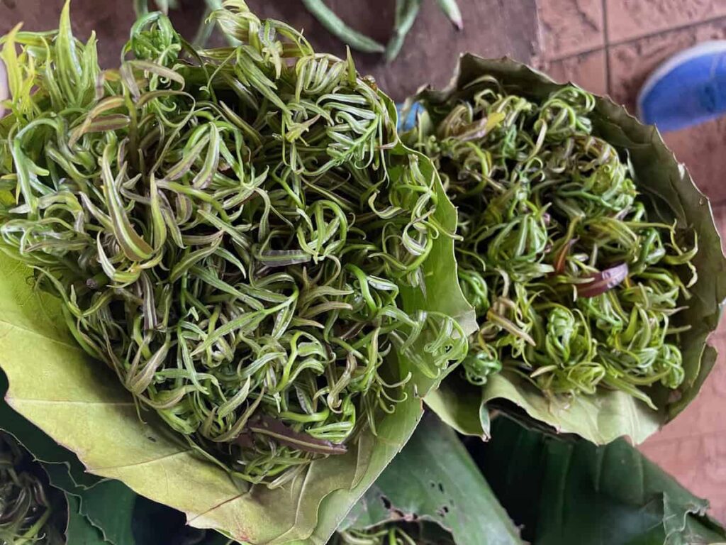 Ohoto of green ferns Ferns From the Satok Wet Market