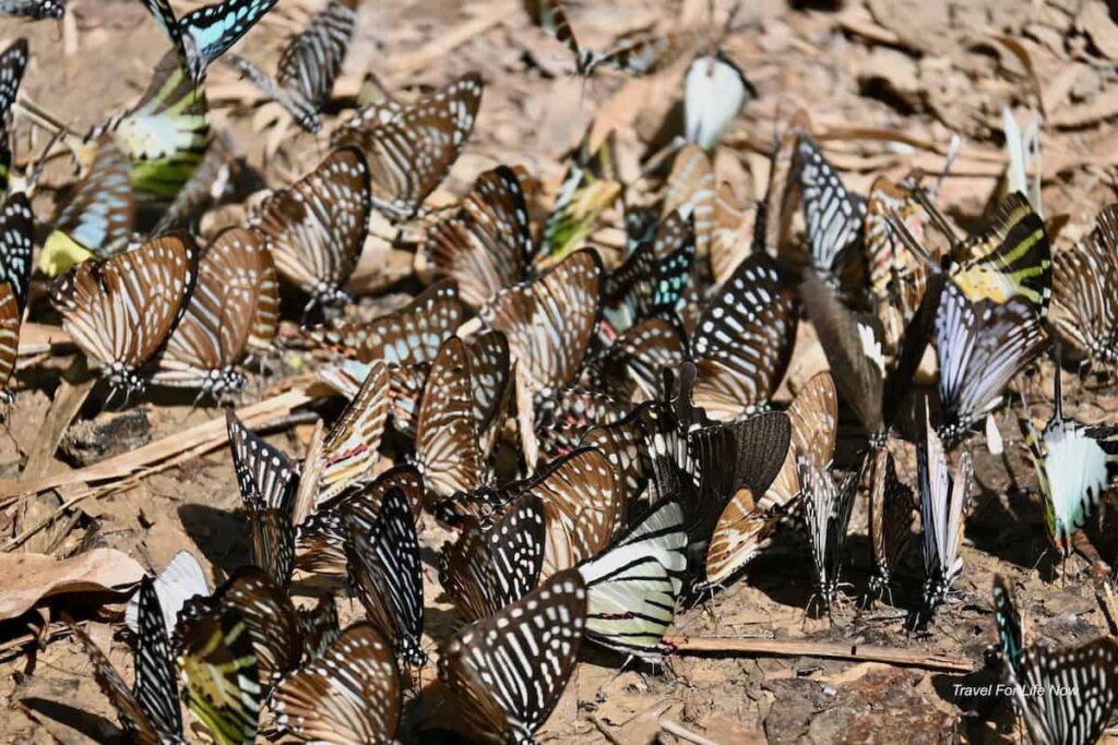 Many butterflies on the ground