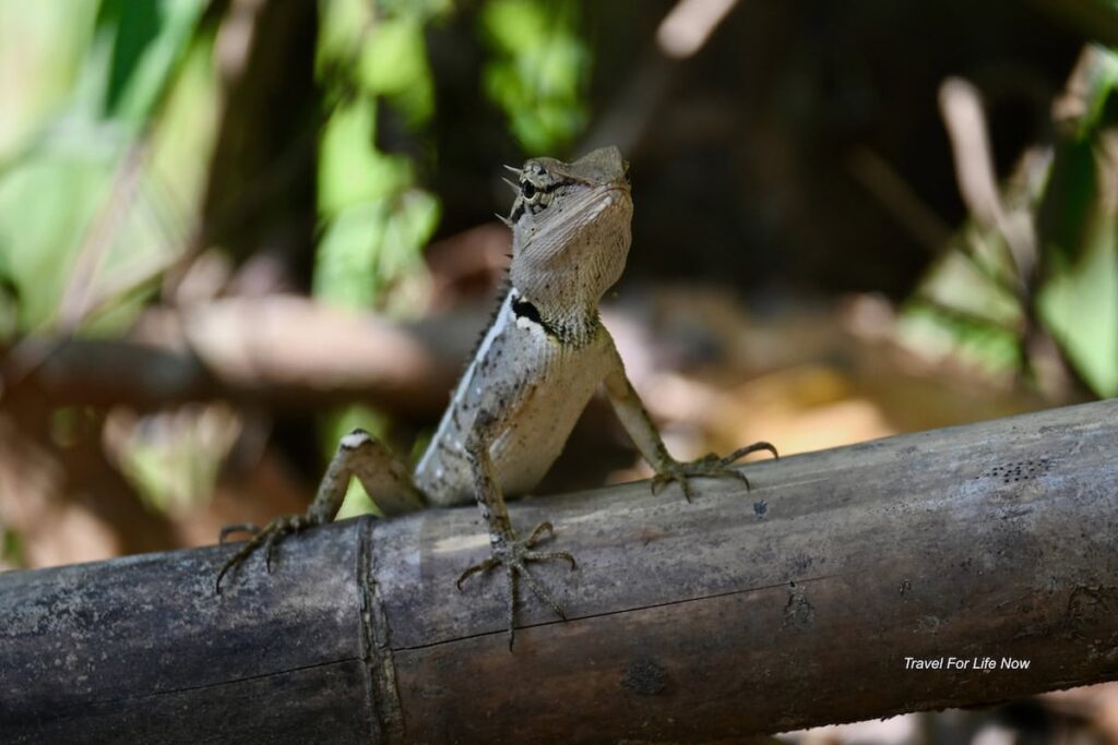 Chameleon on a branch