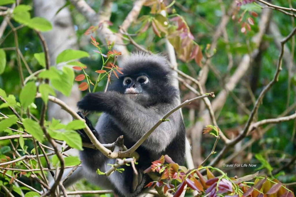 Dusky Spectacled Langur in a tree