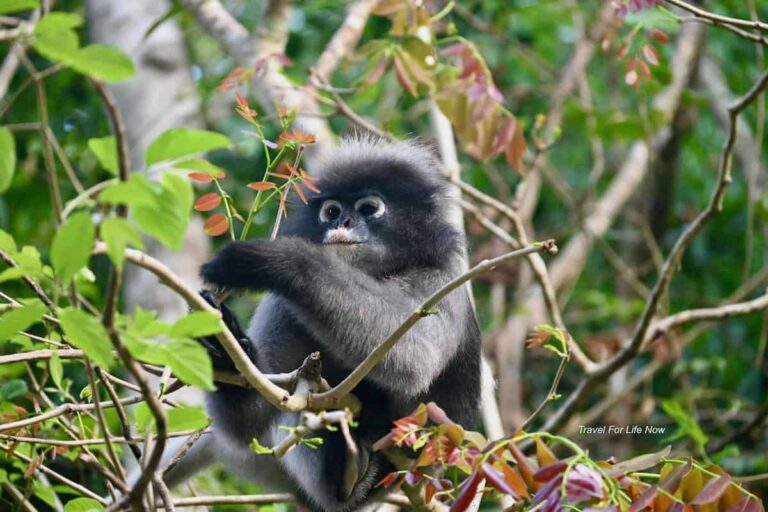 Dusky Spectacled Langur in a tree