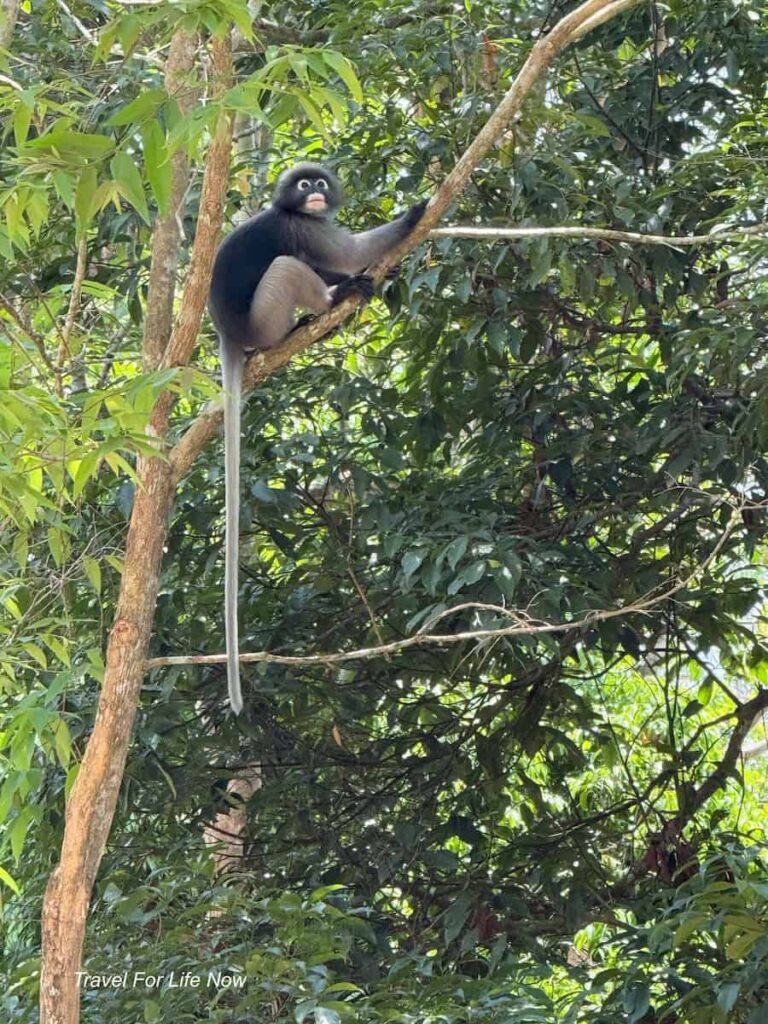 Dusky Spectacled Langur in a tree