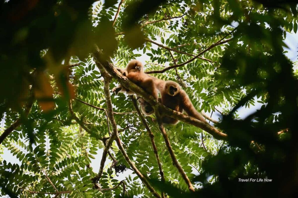 Photo of gibbons in a tree