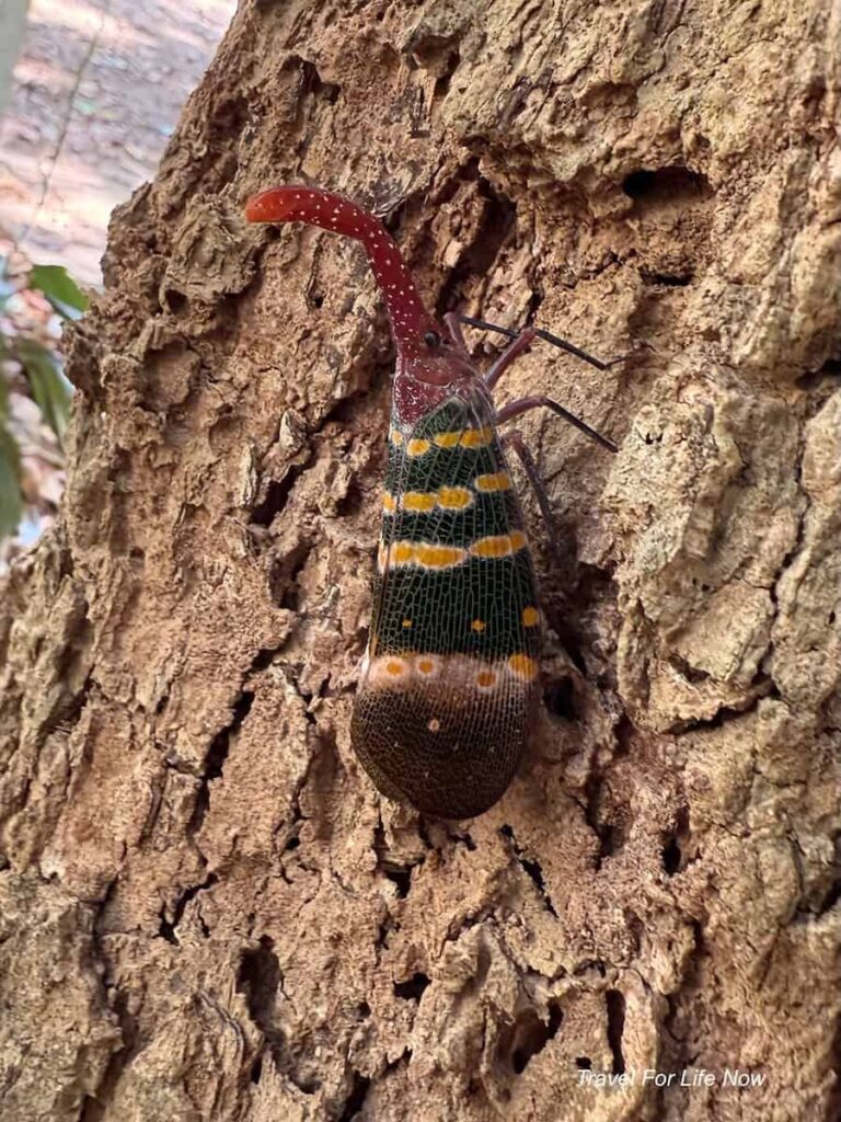Picture of a red nosed lantern fly on a tree