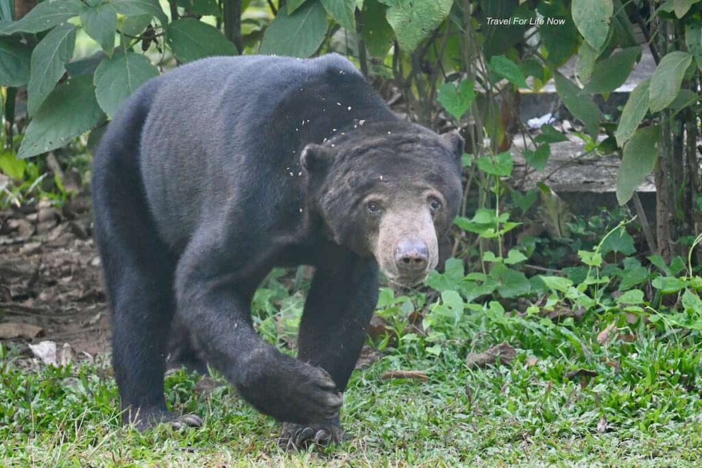 Photo of a Sun Bear Kaeng Krachan National Park