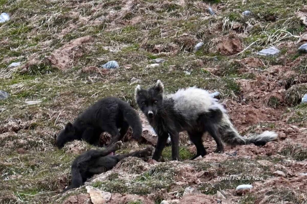 Picture of an Arctic Fox mom shedding her coat. Baby Foxes were fun to watch.