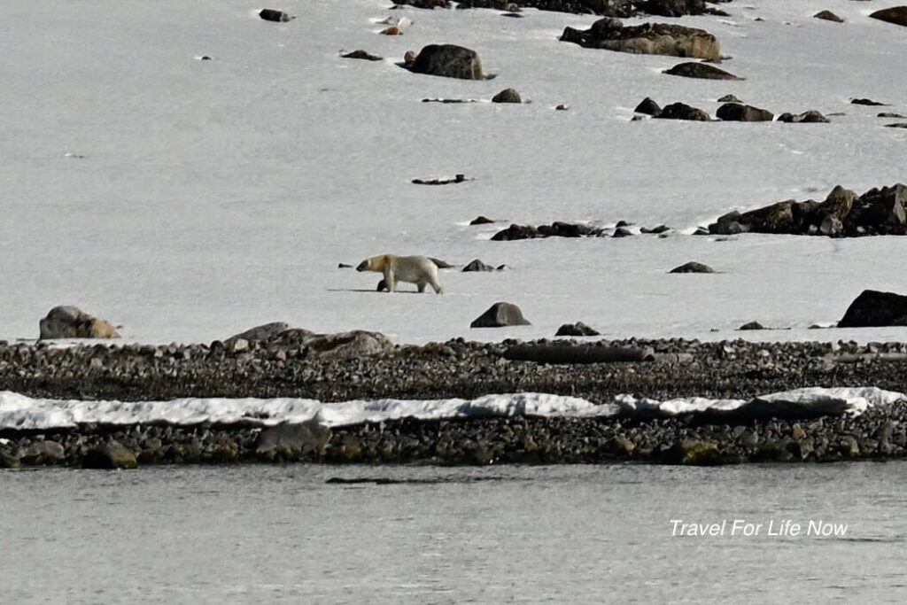 Photo os a Polar Bear