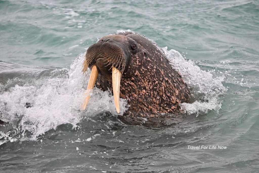 Picture of a walrus in Spitsbergen